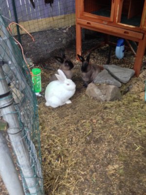 New Rescue Bunnies