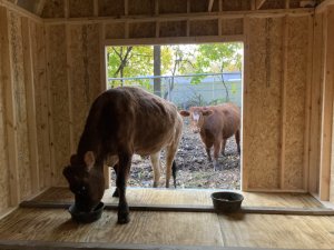 A new barn for Gilligan and Mojo