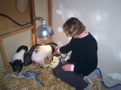 Piglets with Lu Ann
