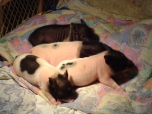 More Paige piglets sleeping!