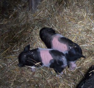 Pearl's 1 day old piglets!!