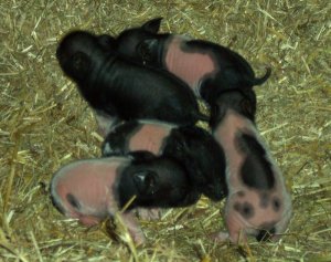 Pearl's 1 day old piglets