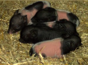 Pearl's piglets-6 days old!