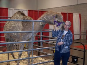 Audrey meets Pollyana the camel